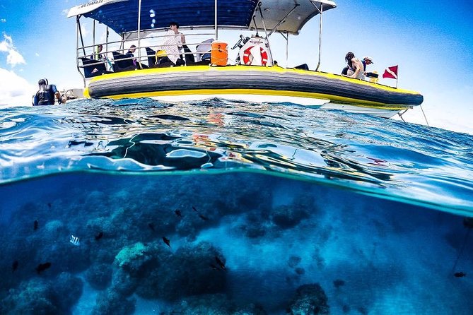 Ultimate 4 Hour Lanai Snorkel and Dolphin Encounter - Is $175 Good Value?