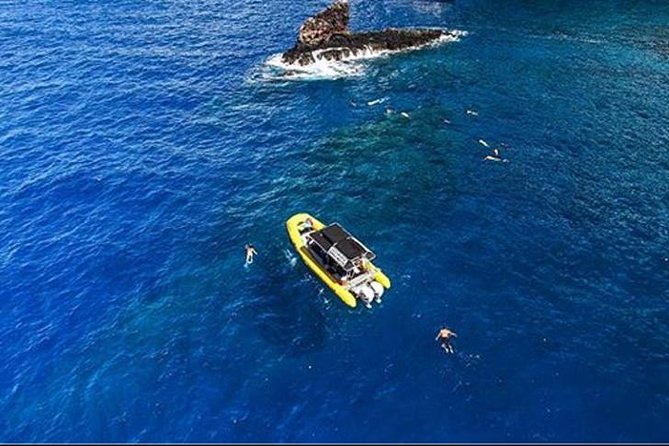 Ultimate 4 Hour Lanai Snorkel and Dolphin Encounter - Whale Season and Wildlife Expectations