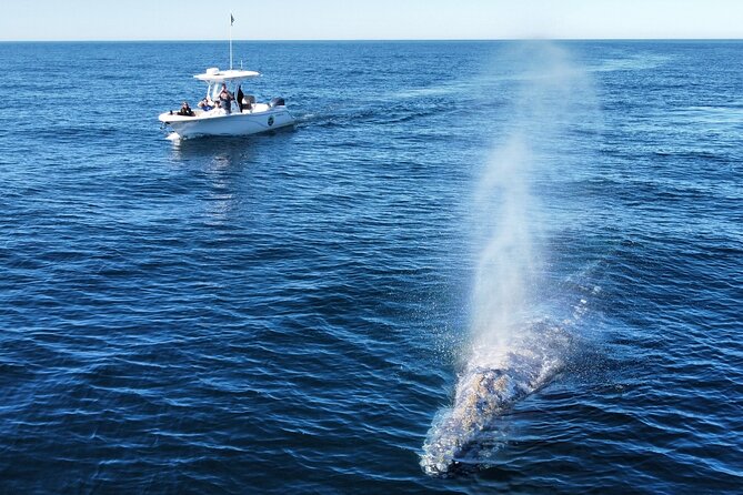 Up Close Dolphin & Whale Watching - Why the six-person boat matters