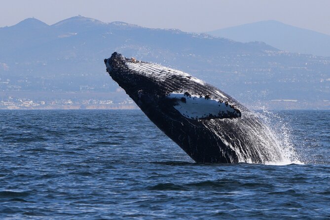Up Close Dolphin & Whale Watching - Searching the waters near Oceanside, Carlsbad, and Encinitas