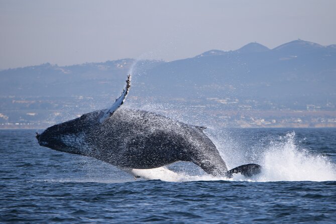 Up Close Dolphin & Whale Watching - Whales, sea lions, and the bonus sightings
