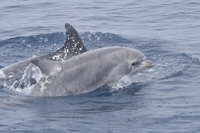 Up Close Dolphin & Whale Watching - A guide who does more than steer