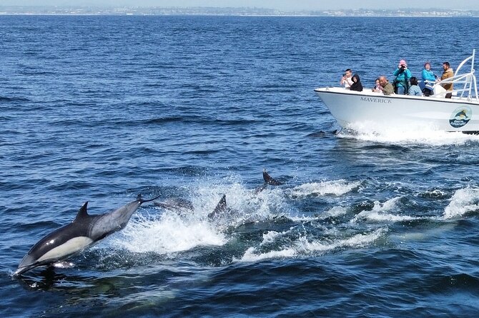 Up Close Dolphin & Whale Watching - Who should book this Oceanside outing?