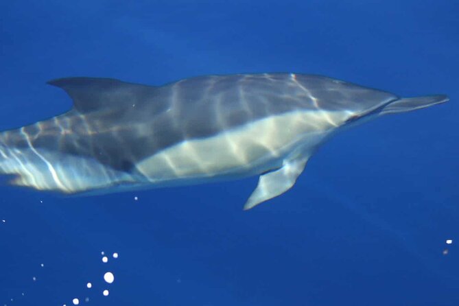 ViP Full Day Swimming With Dolphin Sea Trip With Lunch - Hurghada - Setting out from Hurghada at 8:00 am