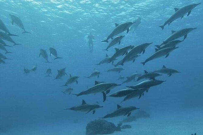 ViP Full Day Swimming With Dolphin Sea Trip With Lunch - Hurghada - What the $15.30 price really covers