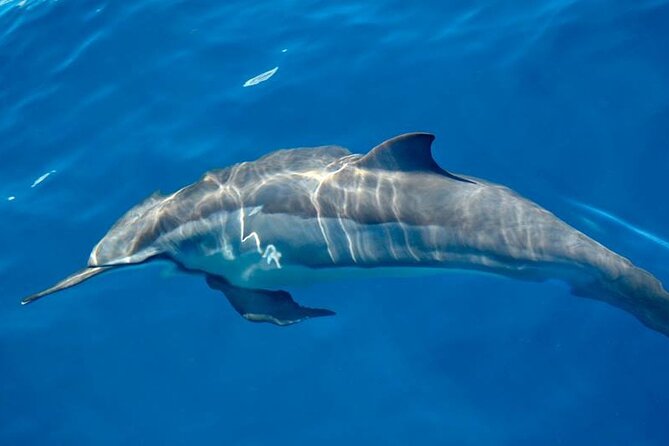 ViP Full Day Swimming With Dolphin Sea Trip With Lunch - Hurghada - Crew service, safety, and the limits of a group trip