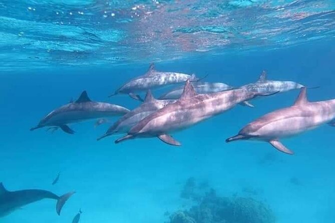 ViP Full Day Swimming With Dolphin Sea Trip With Lunch - Hurghada - Timing concerns and weather risks