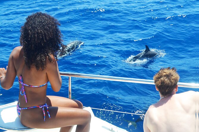 VipDolphins Luxury Whale Watching - Searching the Atlantic for dolphins and whales