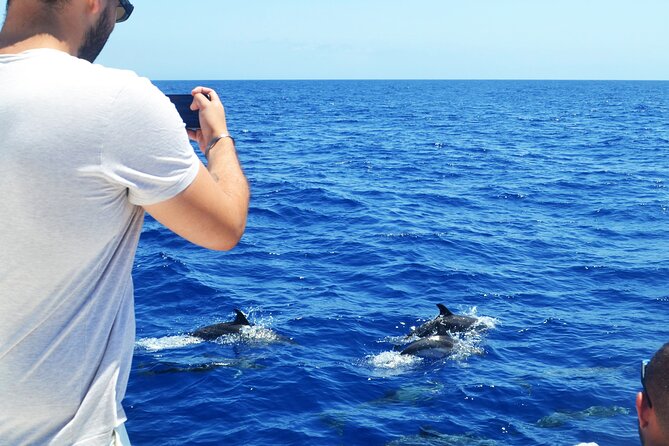 VipDolphins Luxury Whale Watching - Why the small group changes the whole outing