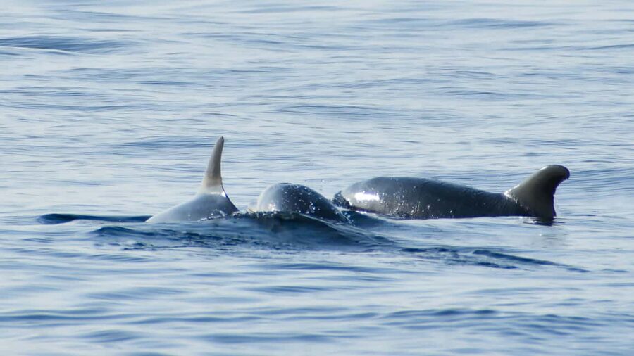 Vrsar: Dolphin Watching Boat Ride - My verdict: book it for the sea, hope for dolphins