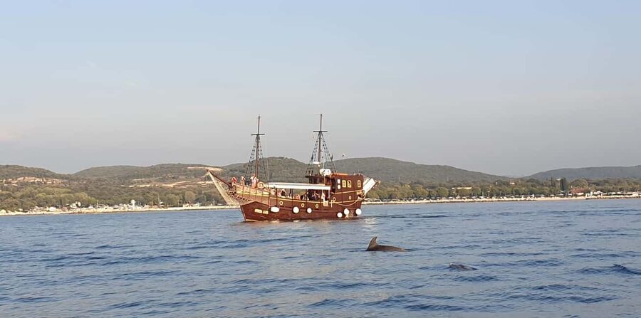 Vrsar: Dolphin Watching Boat Ride - The atmosphere on board
