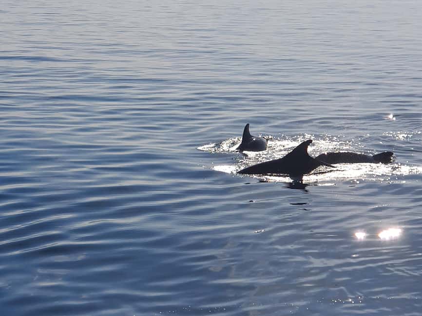 Vrsar: Dolphin Watching Boat Ride - Who should book this Vrsar cruise?