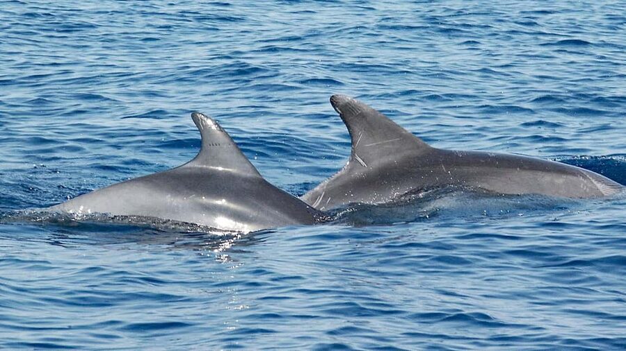 Vrsar: Dolphin Watching Boat Ride - Watching for dolphins in the Adriatic