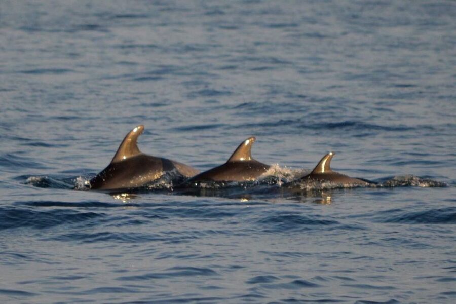 Vrsar: Dolphin Watching Boat Tour including Drinks - Key points to know before you book