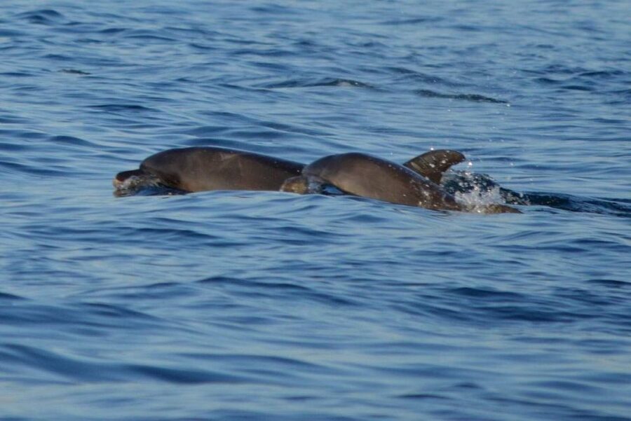 Vrsar: Dolphin Watching Boat Tour including Drinks - FAQ