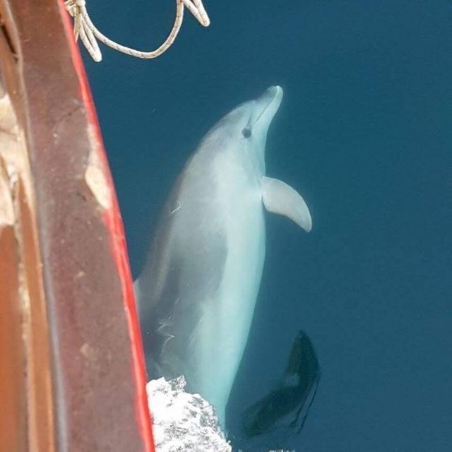 Vrsar: Dolphin Watching Boat Tour including Drinks - Drinks, deck space, and the onboard mood