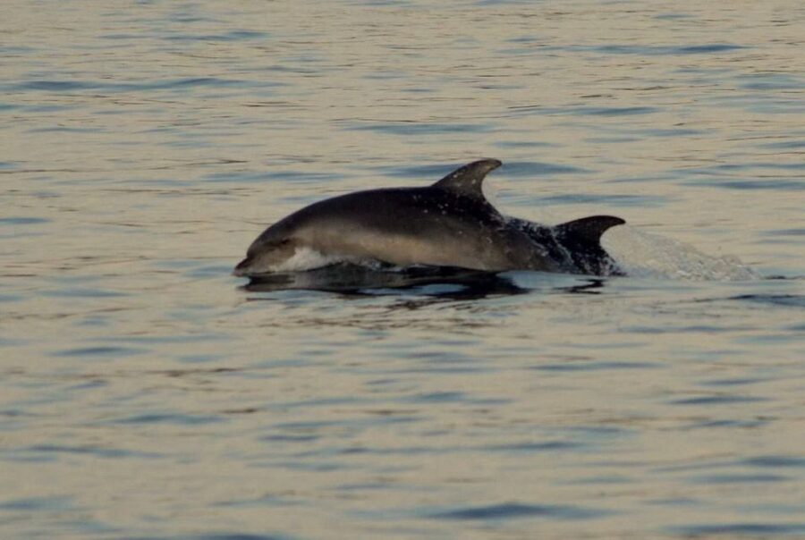 Vrsar: Dolphin Watching Boat Tour including Drinks - Who will enjoy this cruise most?
