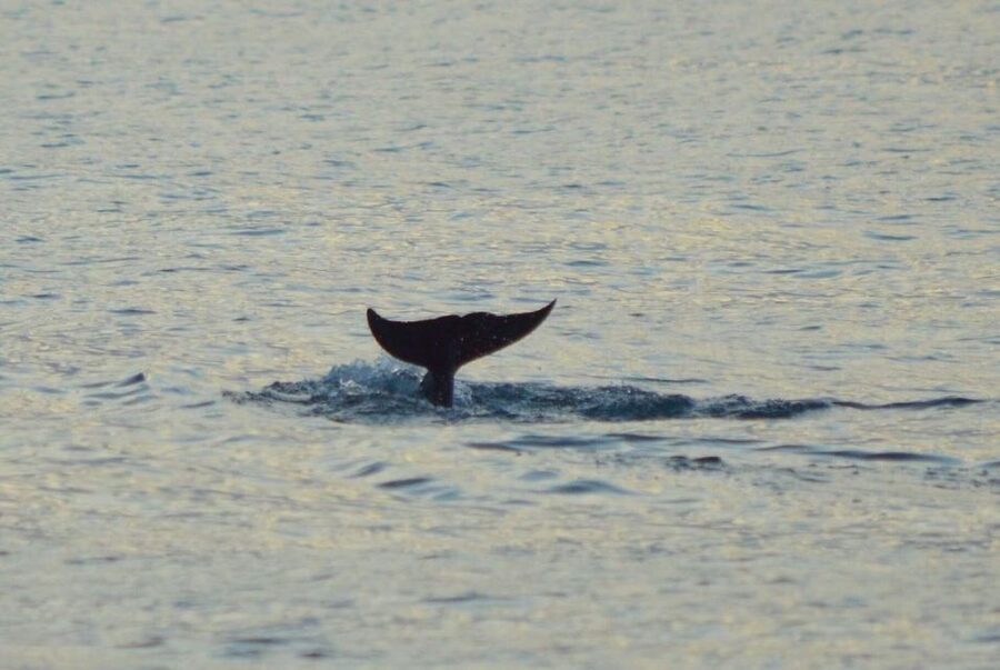 Vrsar: Dolphin Watching Boat Tour including Drinks - Meeting point and useful planning advice