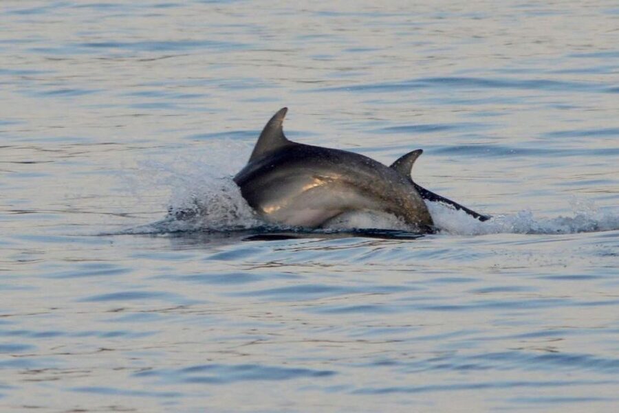 Vrsar: Dolphin Watching Boat Tour including Drinks - Practical tips for a better outing