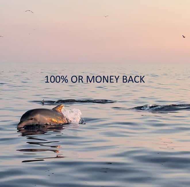 Vrsar: Dolphin-Watching Sunset Adventure with Speedboat - Key points to know before you go