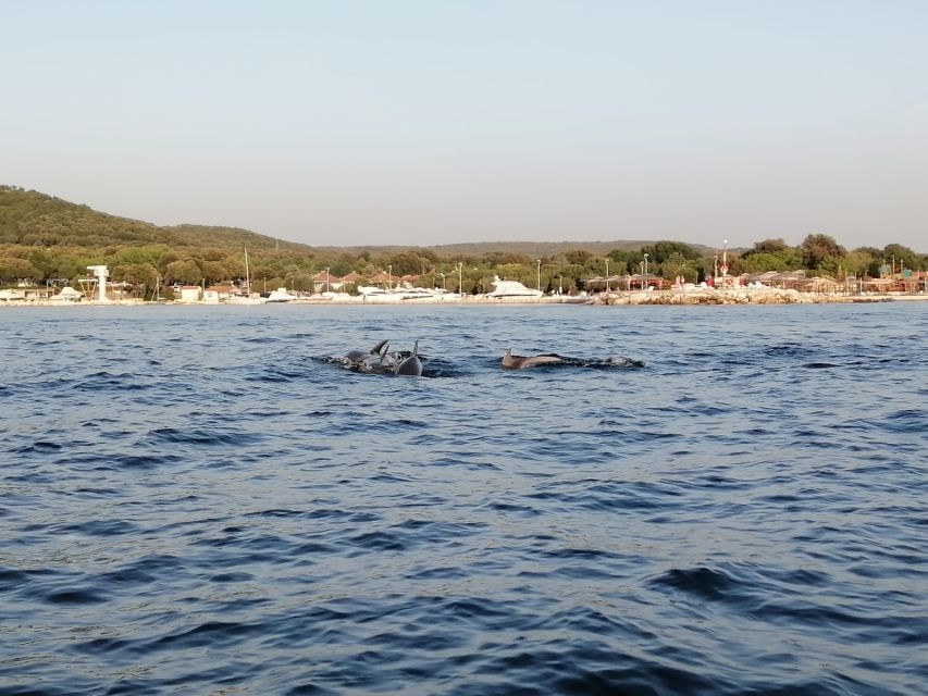 Vrsar: Dolphin-Watching Sunset Adventure with Speedboat - The wildlife guarantee and its limits