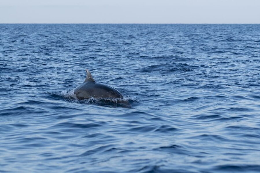 Vrsar: Dolphin-Watching Sunset Adventure with Speedboat - How the price compares with the experience