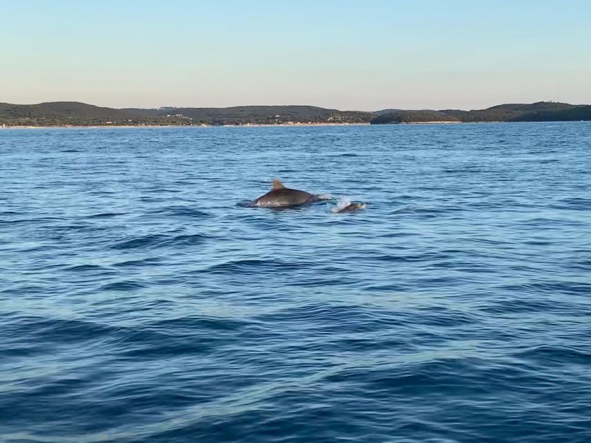 Vrsar: Dolphin-Watching Sunset Adventure with Speedboat - What the guides do best