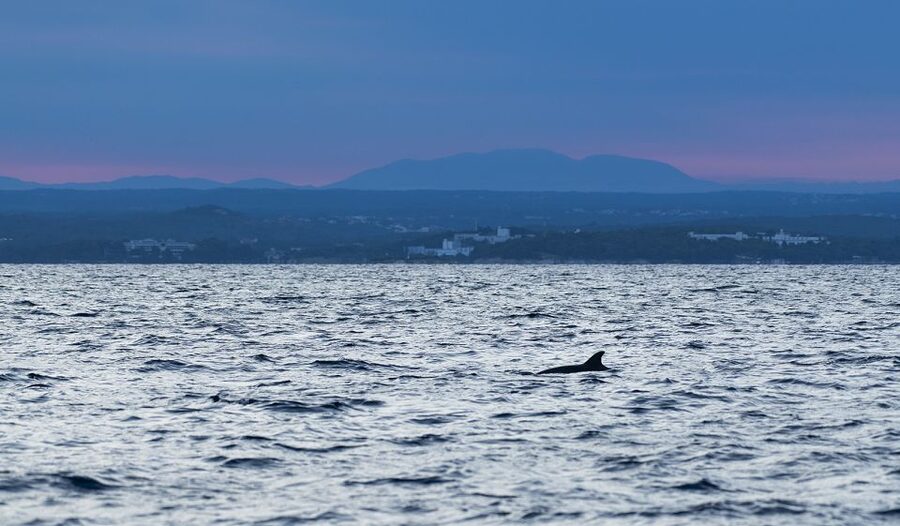 Vrsar: Dolphin-Watching Sunset Adventure with Speedboat - The main weakness: boats around the dolphins