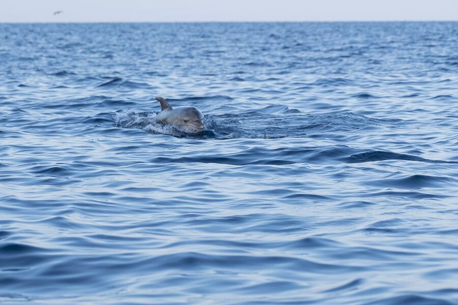 Vrsar: Dolphin-Watching Sunset Adventure with Speedboat - The search is half the adventure
