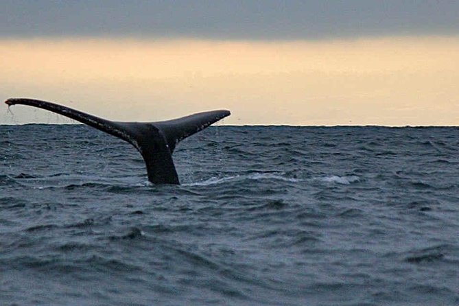 Waitukubuli Dolphin and Whale Watch in Dominica - Key points to know before you book