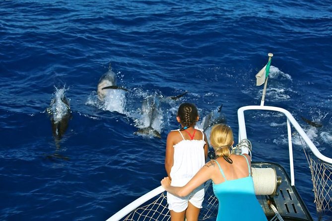 Waitukubuli Dolphin and Whale Watch in Dominica - Why Dominica is a serious whale-watching destination