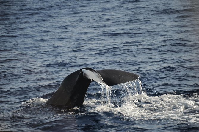 Waitukubuli Dolphin and Whale Watch in Dominica - The first ride out: open water, spray, and anticipation