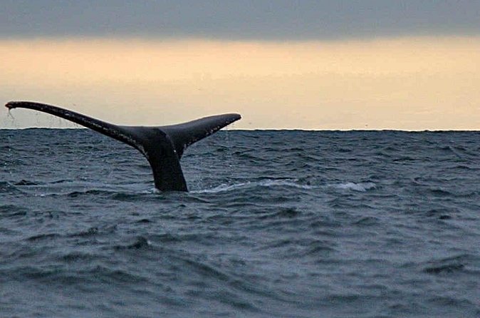 Waitukubuli Dolphin and Whale Watch in Dominica - Finding sperm whales with Captain Beanz and the crew