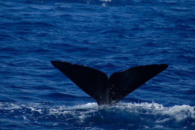 Waitukubuli Dolphin and Whale Watch in Dominica - Dolphins, pilot whales, humpbacks, and other sightings