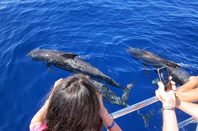Waitukubuli Dolphin and Whale Watch in Dominica - Price, drinks, and the value of the outing