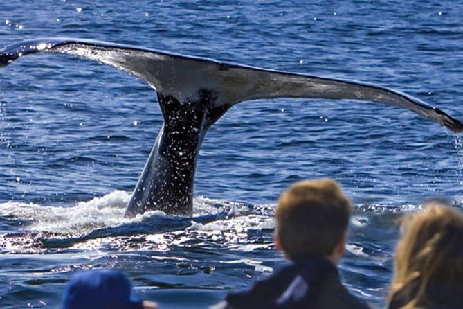 Waitukubuli Dolphin and Whale Watch in Dominica - Meeting at Roseau and getting onto the boat