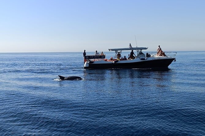 Walk and dolphin watching in Fuengirola + 1 drink - Key points to know before booking