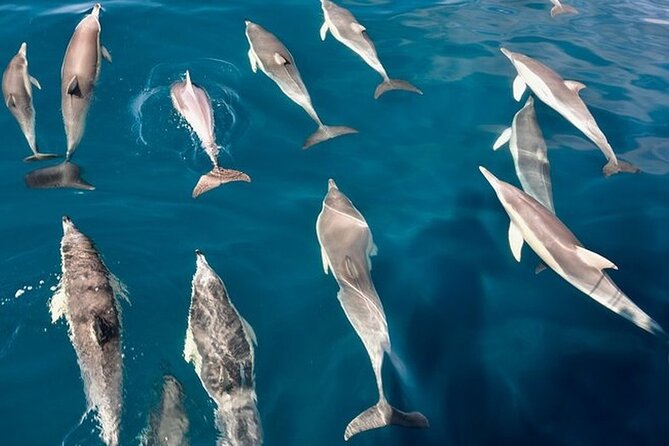 Walk and dolphin watching in Fuengirola + 1 drink - Costa del Sol views from the water