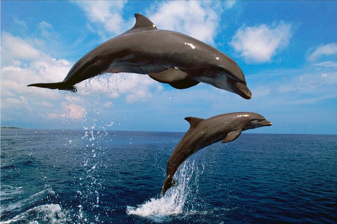 Walk and dolphin watching in Fuengirola + 1 drink - Who will enjoy this boat trip most