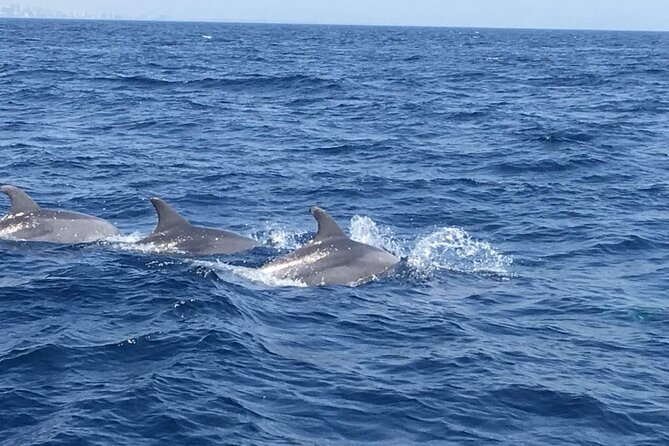 Walk and dolphin watching in Fuengirola + 1 drink - Practical planning for your day