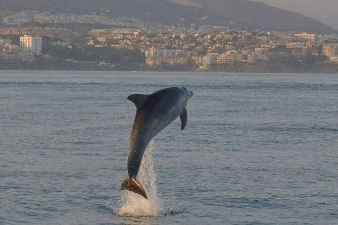 Walk and dolphin watching in Fuengirola + 1 drink - The most important expectation: wildlife comes first
