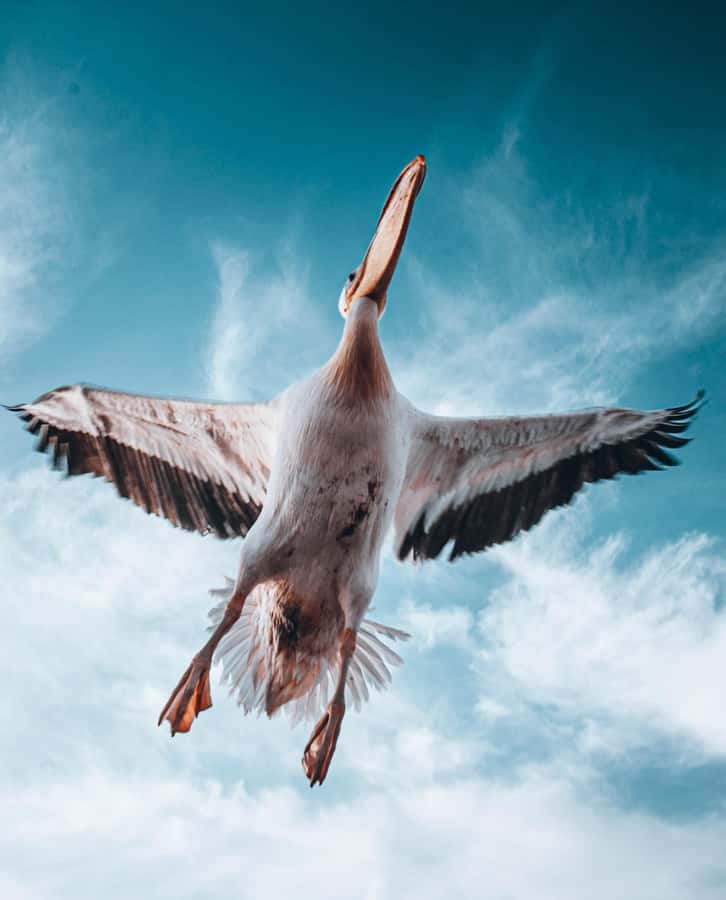 Walvis Bay: Dolphin Cruise, Pink Lakes and 4x4 Dune Drive - Flamingos and the 3,500-hectare salt pans