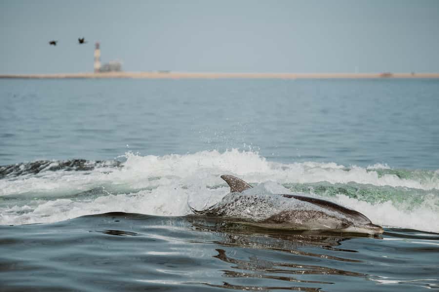 Walvis Bay: Namibian Coast Dolphin Cruise with Light Lunch - Key points to know before boarding