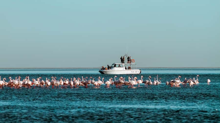 Walvis Bay: Namibian Coast Dolphin Cruise with Light Lunch - Starting at Walvis Bay Waterfront