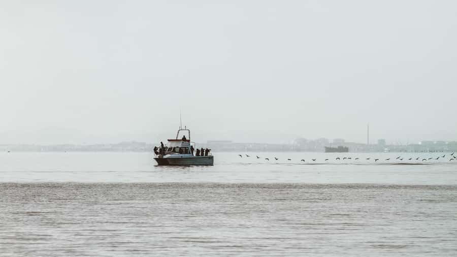 Walvis Bay: Namibian Coast Dolphin Cruise with Light Lunch - Watching pelicans and searching for dolphins