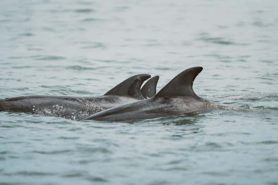 Walvis Bay: Namibian Coast Dolphin Cruise with Light Lunch - Lunch on the coast with oysters and sparkling wine