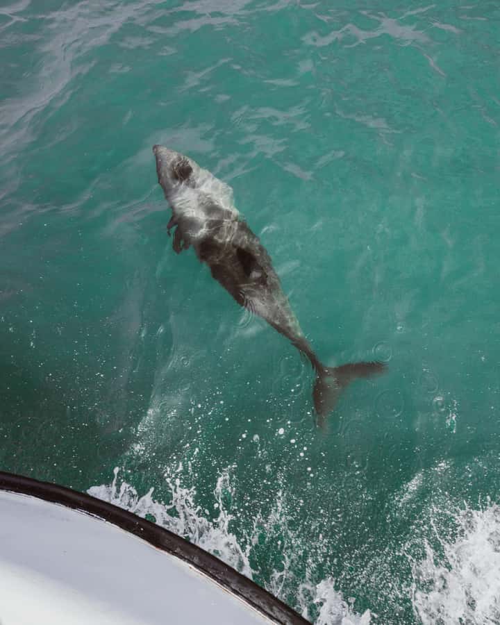 Walvis Bay: Namibian Coast Dolphin Cruise with Light Lunch - What the crew adds to the outing