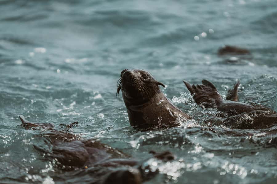 Walvis Bay: Namibian Coast Dolphin Cruise with Light Lunch - How reliable is the wildlife viewing?