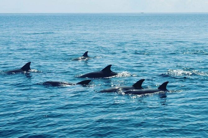 Wasini Dolphin Snorkeling - Snorkeling at Kisite Mpunguti Marine Park