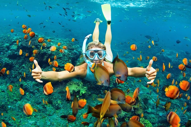 Wasini Dolphin Snorkeling - Checking in with Kenya Wildlife Services